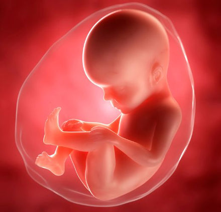 What Is Placenta and What Does It Do? | Neeva Baby